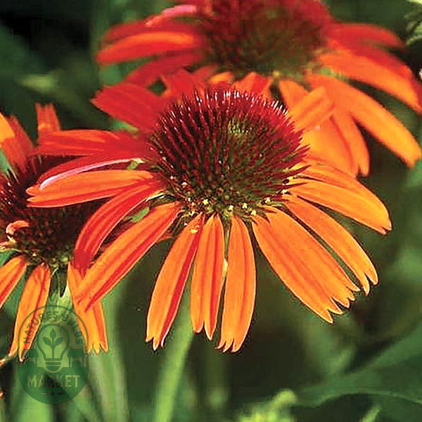 Echinacea Butterfly™ Orange Skipper