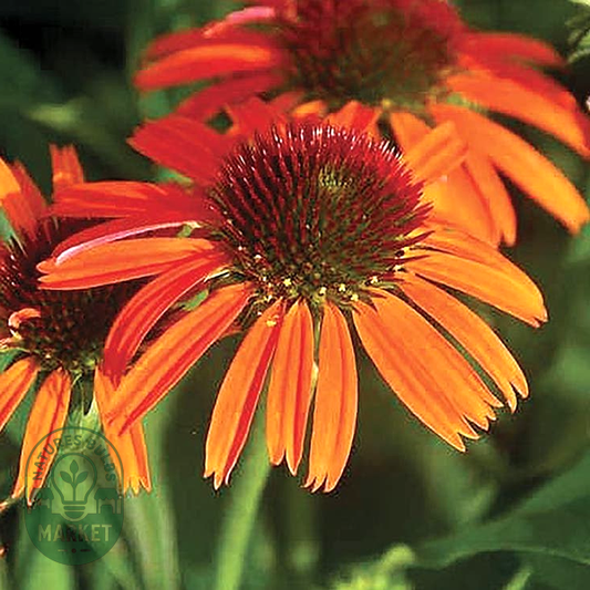 Echinacea Butterfly™ Orange Skipper