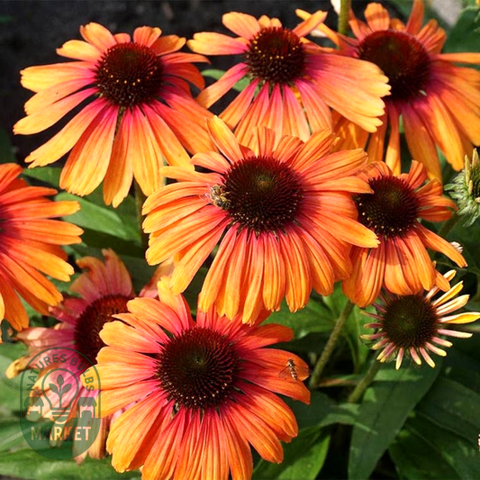 Echinacea Butterfly™ Rainbow Marcella Coneflower