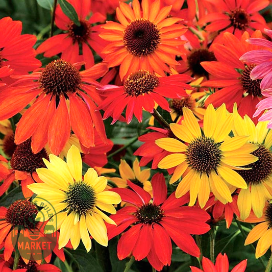 Echinacea 'Cheyenne Spirit' Mix
