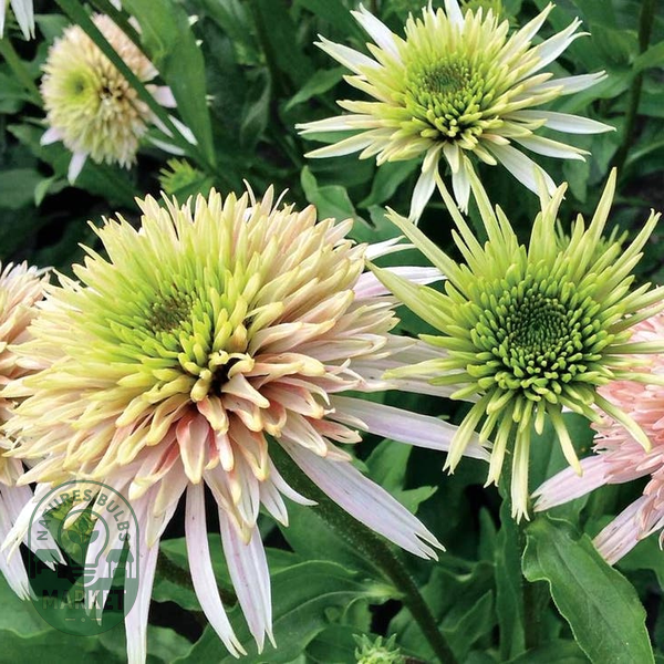 Echinacea Cone-fections™ 'Cherry Fluff'