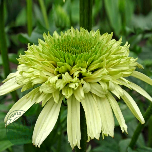 Echinacea Cone-fections™ 'Honeydew'