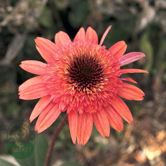 Echinacea Cone-fections™ 'Raspberry Truffle'