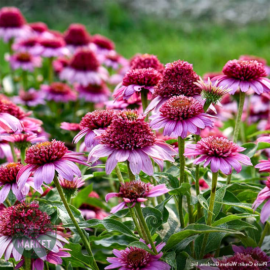 Echinacea Double Coded™ 'Everything's Rosy' Coneflower