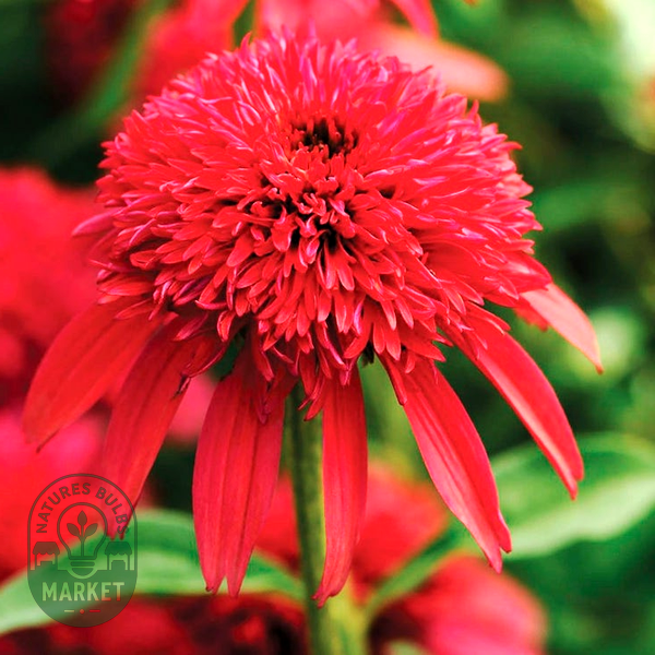 Echinacea Double Scoop™ Cranberry