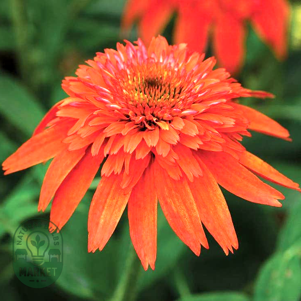Echinacea Double Scoop™ Mandarin