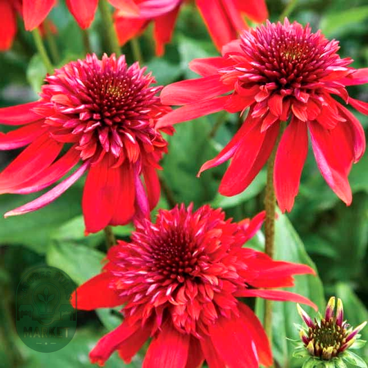 Echinacea 'Eccentric'