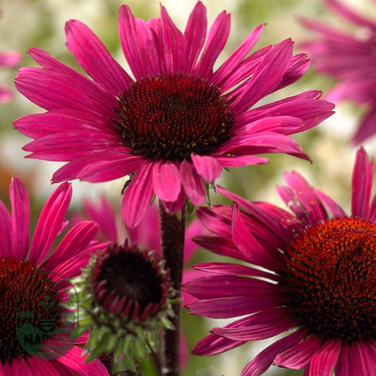 Echinacea 'Fatal Attraction' Coneflower