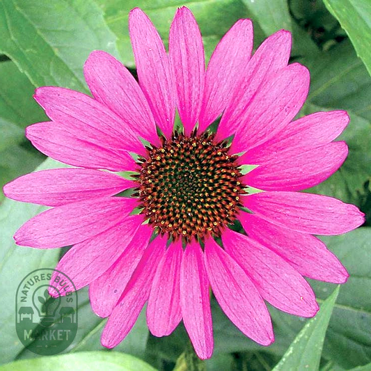 Echinacea 'Magnus' Coneflower