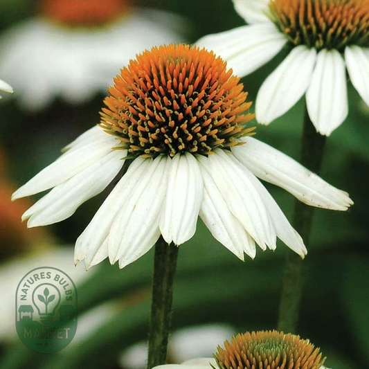 Echinacea 'PowWow White'