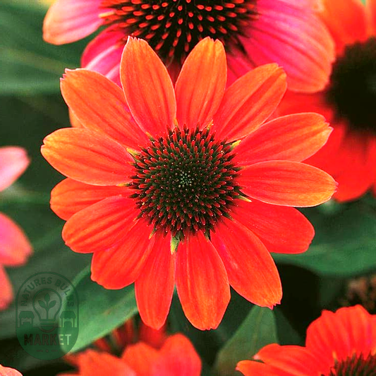 Echinacea Sombrero® Hot Coral Coneflower