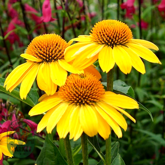 Echinacea Sombrero® Lemon Yellow Improved Coneflower