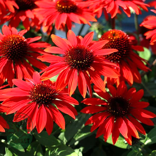 Echinacea Sombrero® Sangrita Red