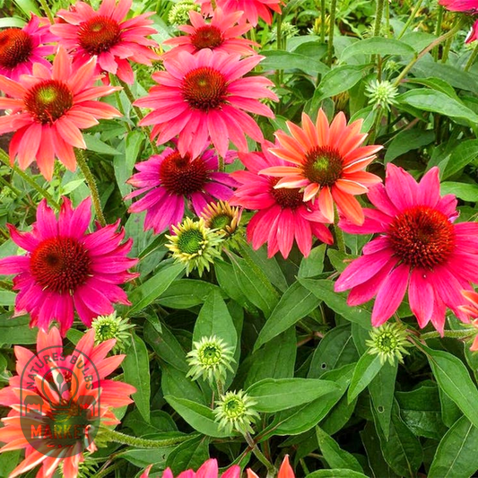 Echinacea Sombrero® Tres Amigos