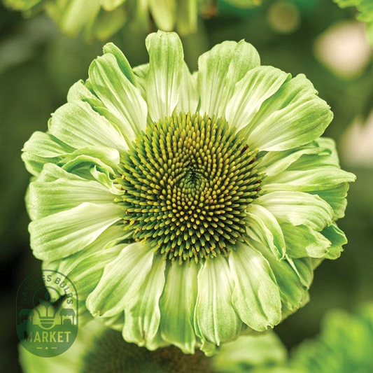 Echinacea SunSeekers® Apple Green Coneflower