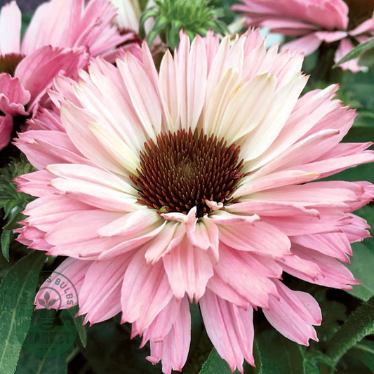 Echinacea SunSeekers® Salmon Coneflower