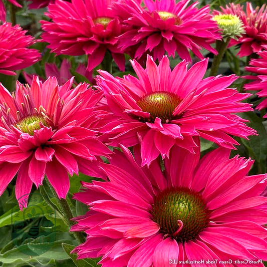 Echinacea SunSeekers® Sweet Fuchsia Coneflower