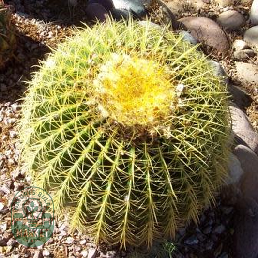 Echinocactus grusonii