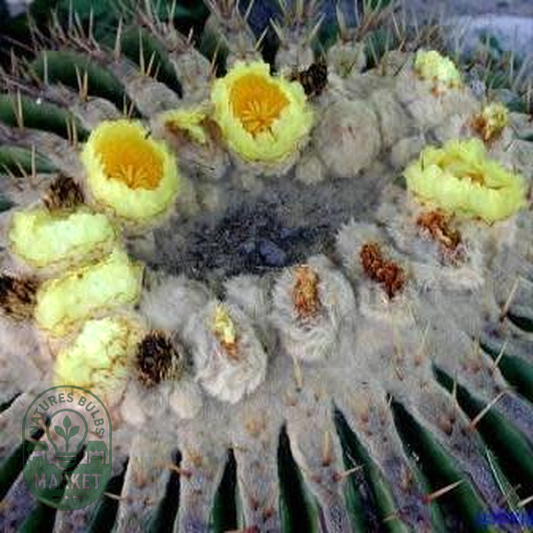 Echinocactus ingens