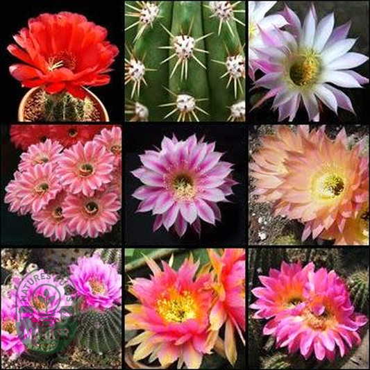 Echinopsis Mixed Species