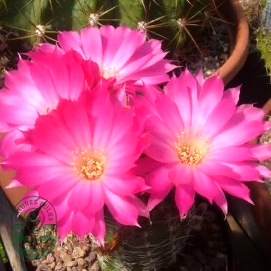 Echinopsis backebergii ssp. wrightiana