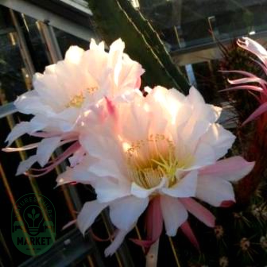 Echinopsis candicans var. gladiatus