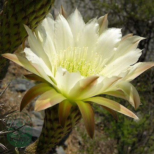 Echinopsis chiloensis