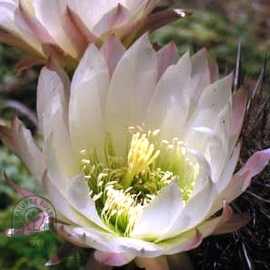 Echinopsis chiloensis ssp. litoralis