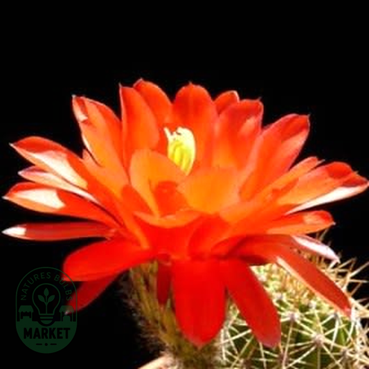 Echinopsis huascha var. grandiflora