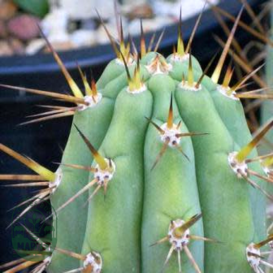 Echinopsis macrogona