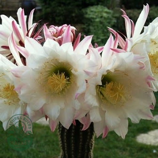 Echinopsis spachiana