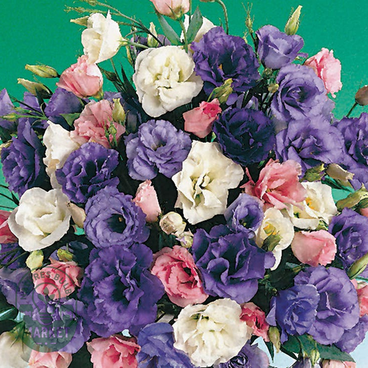 Echo Mix Lisianthus Seeds