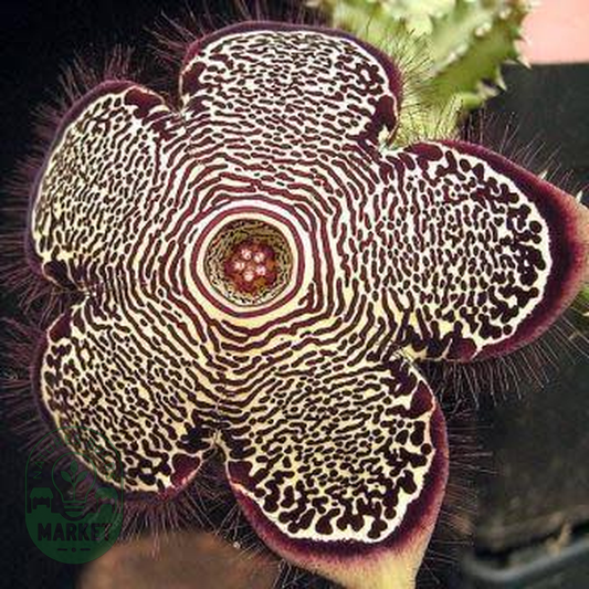 Edithcolea grandis