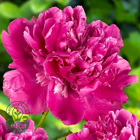 Edulis Superba