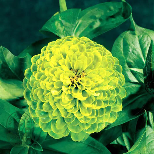 Envy Zinnia Seeds