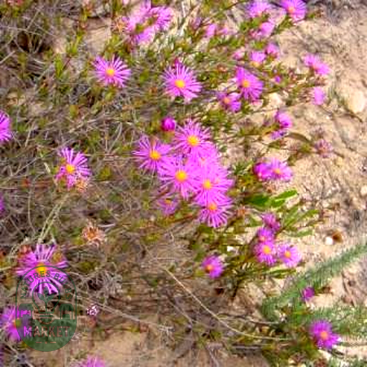 Erepsia anceps