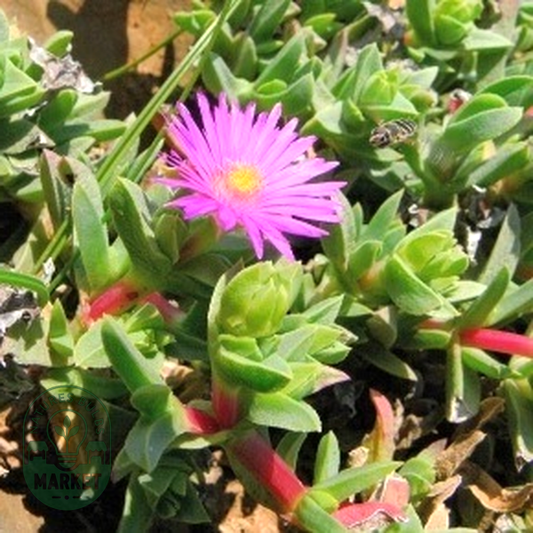 Erepsia forficata