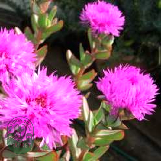 Erepsia lacera