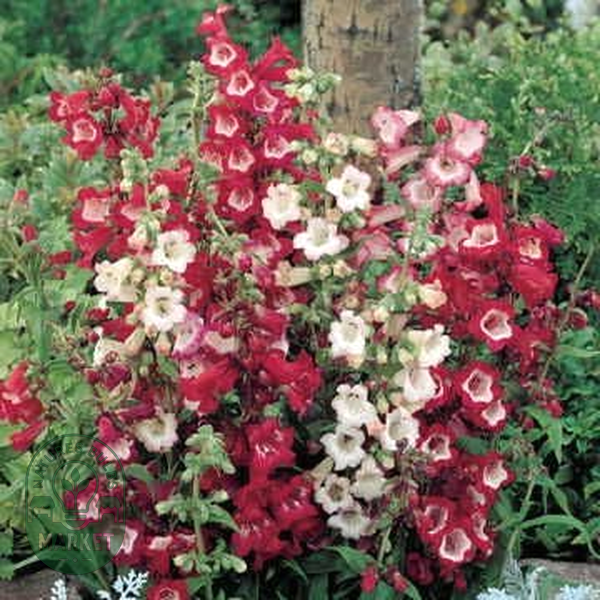 Esprit Mix Penstemon Seeds