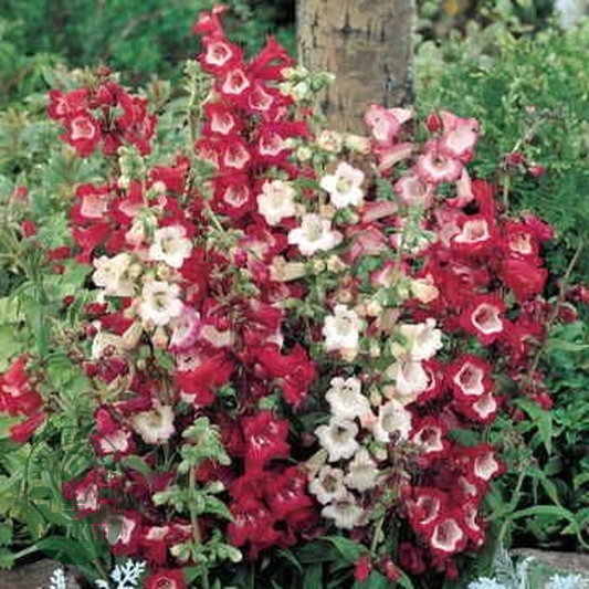 Esprit Mix Penstemon Seeds