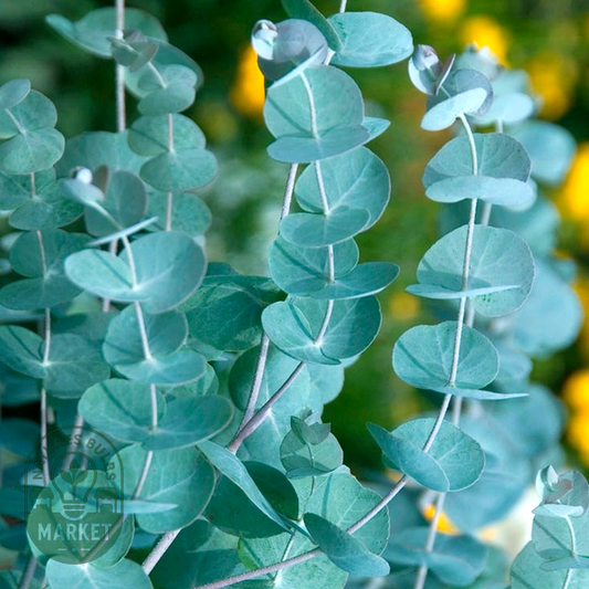 Eucalyptus Seeds