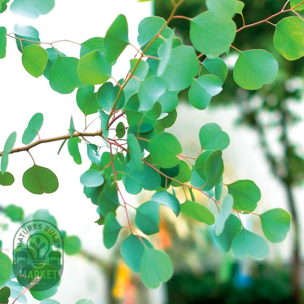 Eucalyptus polyanthemos Red Box