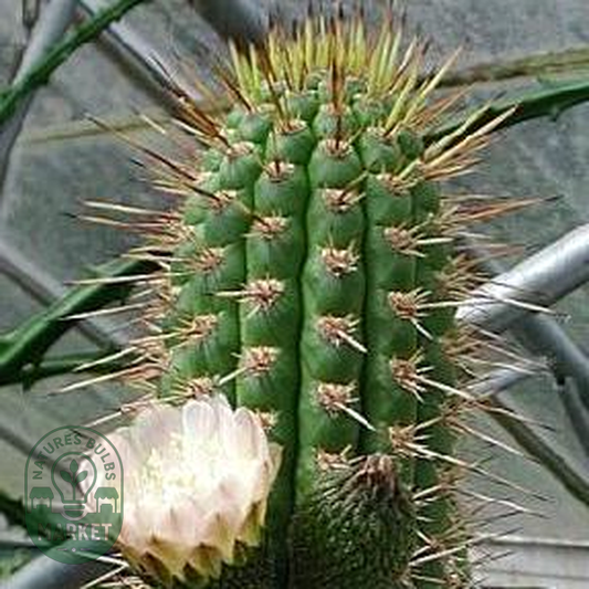 Eulychnia acida