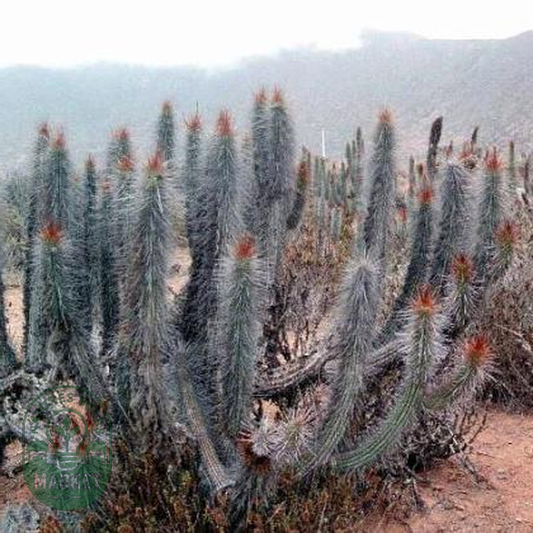 Eulychnia castanea