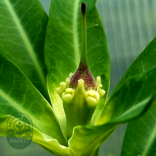 Euphorbia antso