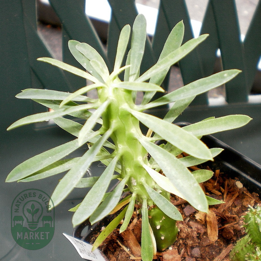 Euphorbia bubalina