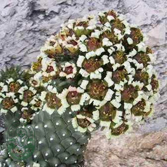Euphorbia caput-medusae