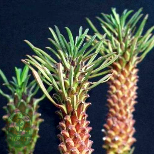 Euphorbia clandestina