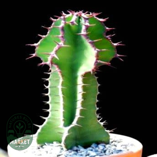 Euphorbia cooperi