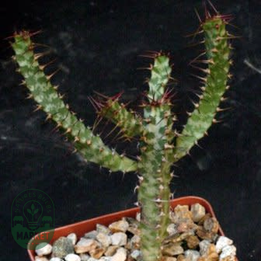 Euphorbia curvirama